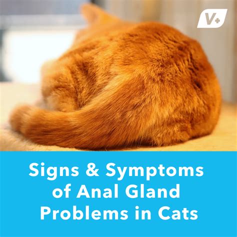 cat anus|Cat Anal Glands: Everything You Need to Know